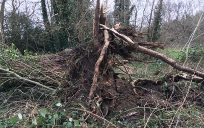 Harlow Council and HTS continue to clean up following weekend of storms